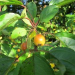 Kersen van de Zoete kers (Prunus Avium)