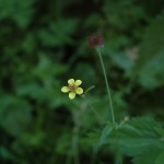Geel nagelkruid (Geum urbanum)