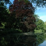 Bruine Beuk (Fagus sylvatica ‘Atropurpurea’)