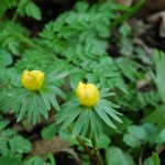 Winterakoniet (Eranthis hyematis)