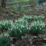 Gewoon sneeuwklokje (Galanthus nivalis)