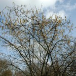 Hazelaar (Corylus avellana)