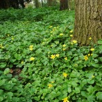 Speenkruid (Ficaria verna)