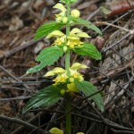 Gele dovenetel (Lamiastrum galeobdolon)