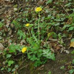 Paardenbloem (Taraxacum officinale)