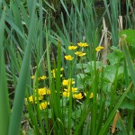 Dotterbloem (Caltha palustris)