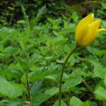 Bostulp (Tulipa sylvestris)