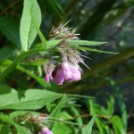 Rode Smeerwortel (Symphytum officinale)