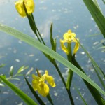 Gele lis (Iridaceae pseudacorus)