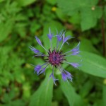 Bergcentaurie (Centaurea montana)