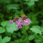 Dagkoekoeksbloem (Silenedioica)