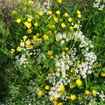 Gulden boterbloem  (Ranunculus auricomus)