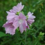 Groot kaasjeskruid (Malva sylvestris)