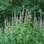 Grote kattenstaart (Lythrum salicaria)