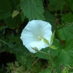 Haagwinde (Convolvulus sepium) en Kleefkruid (Galium aparine) met vruchten