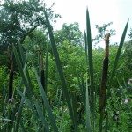 Grote lisdodde (Typha latifolia)