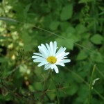 Gewone margriet (Leucanthemum vulgare)