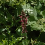 Bosandoorn (Stachys sylvatica)
