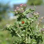 Akkerdistel (Cirsium arvense)