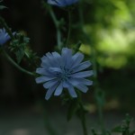 Wilde cigochorei (Cichorium intybus)