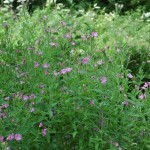 Wilgenroosje (Chamerion angustifolium)