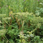 Reuzenberenklauw (Heracleum mantegazzianum)
