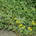 Heelblaadjes (Pulicaria dystenterica)