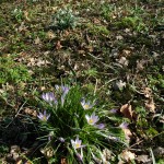 Crocus