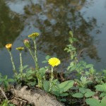 Klein hoefblad (Tussilago fafara)