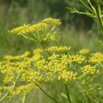 Pastinaak (Pastinaca sativa)
