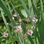 07 09 129a Zwanenbloem Butomus umbellatu