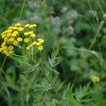 Boerenwormkruid (Tanacetum vulgare)