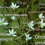 PowerPoint presentatie 5