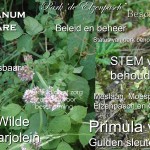 PowerPoint presentatie 6