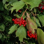 Bessen van de Gelderse Roos (Viburnum opulus)