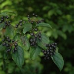 Bessen van de Rode Kornoelje Cornus sanguinea
