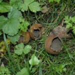 Gele aardappelbovist  (Scleroderma citrinum)