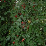 Vruchten van de 1-stijlige Meidoorn (Crataegus monogyna)