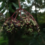 Bessen van de Gewone vlier (Sambucus nigra)