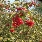 bessen van de Gelderse roos (Viburnum opulus)