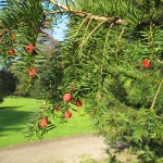 “Besjes” van de Taxus (Taxus baccata) Let op giftig