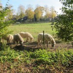 De pony’s op het weitje