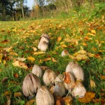 Inktzwammen (Coprinus) in de zon