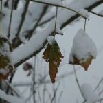 De winter heeft de herst ingehaald