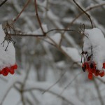 Bessen van de Ge Gelderse roos (Viburnum opulus)