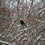 Winterkost